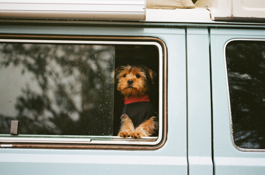 Film Image of a Dog Looking Out of a Camper Van Window 