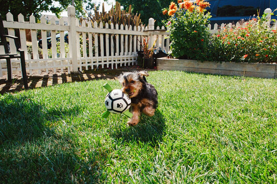 A Puppy Plays With a Soccer Ball in the Front Yard on a Sunny Day