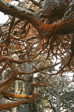 Monterey Cypress Tree Branches Form Patterns in Forest 