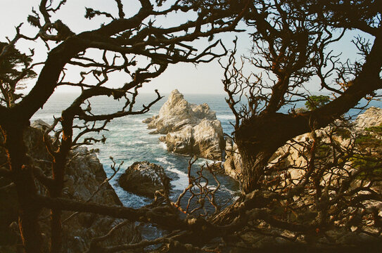 View of Big Sur's Rocky Coastline Through Tree Branches 