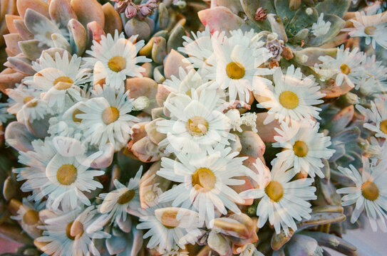 Double Exposure Image of Succulents and Daisies on Film