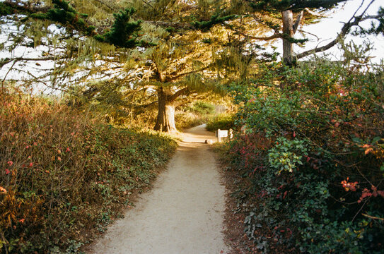 Walking Path Under Trees in a Natural Setting, at Point Lobos, Big Sur