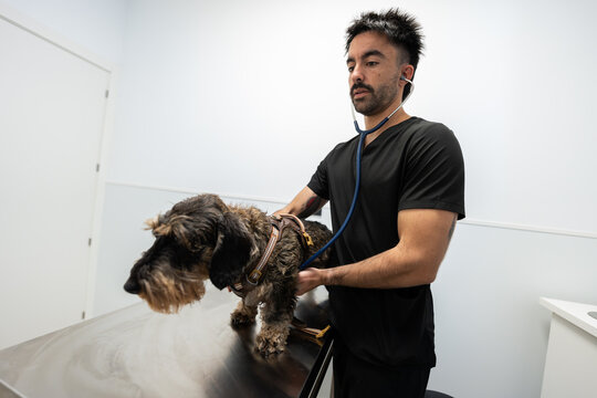 Veterinarian examining dachshund dog in vet clinic