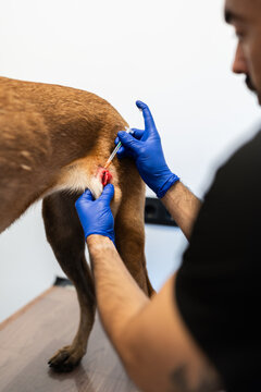 Veterinarian injecting medication into dog wound in clinic