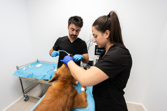 Veterinarian team intubating dog for surgery in clinic