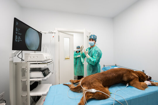 Veterinarians preparing for dog surgery in hospital operating room