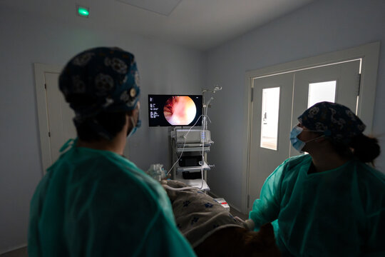 Veterinary team performing endoscopy on a pet