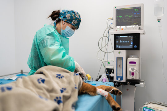 Veterinarian preparing dog for surgery in hospital