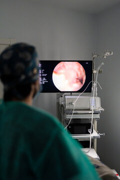 Veterinarian performing endoscopy examining an animal's