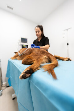 Veterinarian preparing dog for surgery in clinic