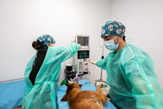 Veterinarians performing surgery on dog in veterinary hospital