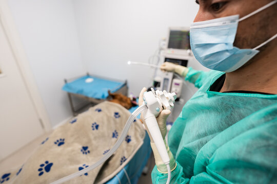 Veterinarian performing endoscopy procedure on dog in hospital