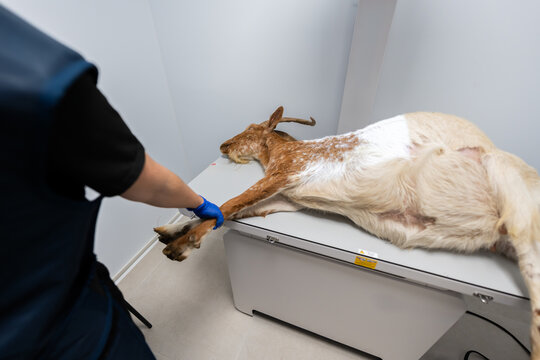 Veterinarian performing X ray on sedated goat in hospital
