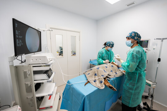 Veterinarians performing endoscopy on a dog in veterinary hospital