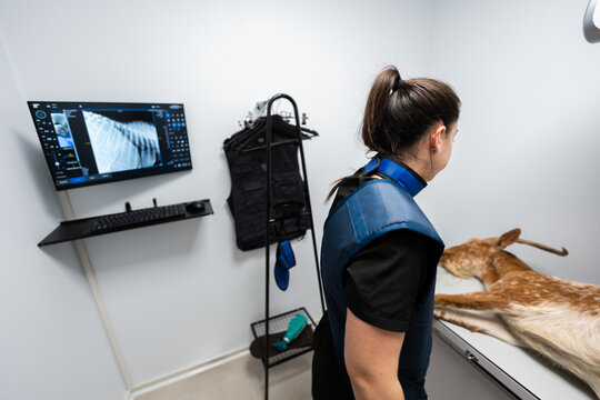Veterinarian performing x ray examination on deer in clinic
