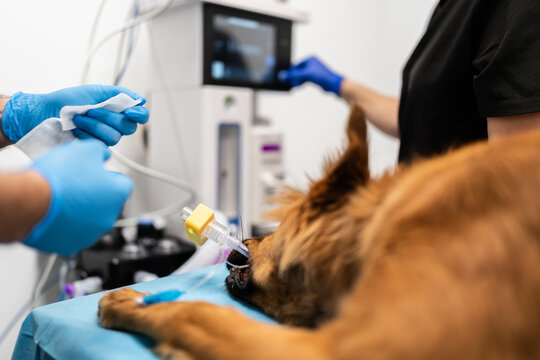 Dog undergoing anesthesia for veterinary surgery at clinic