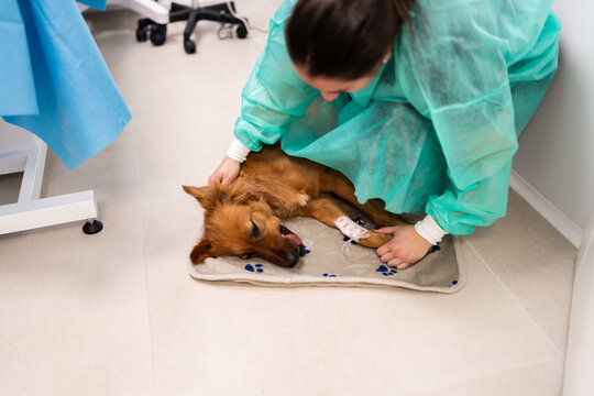 Veterinarian caring for dog recovering from surgery