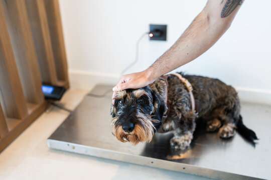 Dachshund dog weighing on a scale at veterinary clinic