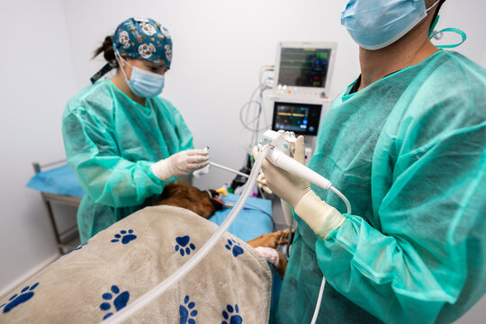 Veterinarians performing endoscopic examination on dog in hospital