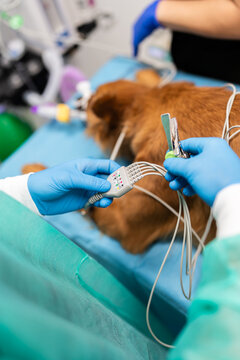 Veterinarian preparing a dog for ECG monitoring during surgery