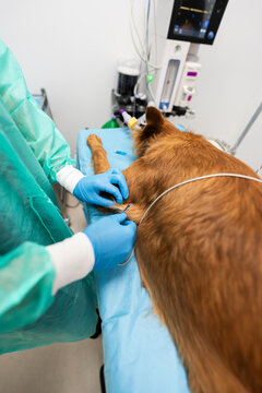 Veterinarian preparing a dog for surgery in hospital