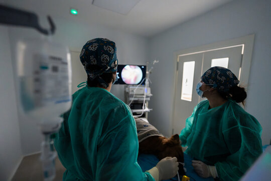 Veterinarians performing endoscopic surgery on patient dog in hospital
