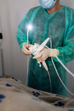 Veterinarian performing endoscopy procedure on a pet in clinic