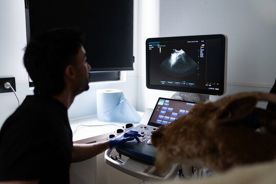 Veterinarian performing an ultrasound examination on a dog