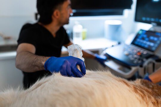 Veterinarian performing ultrasound examination on a dog