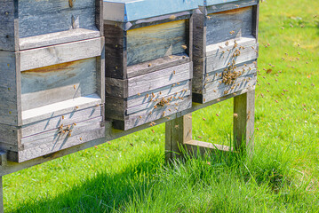 Tranquil Bee Scene. Serene Outdoor Hive Environment Displaying Diligent Bees Amidst Verdant Grass And Blooming Flowers