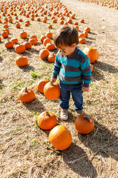 Toddler selecting pumpkins at a pumpkin patch in autumn