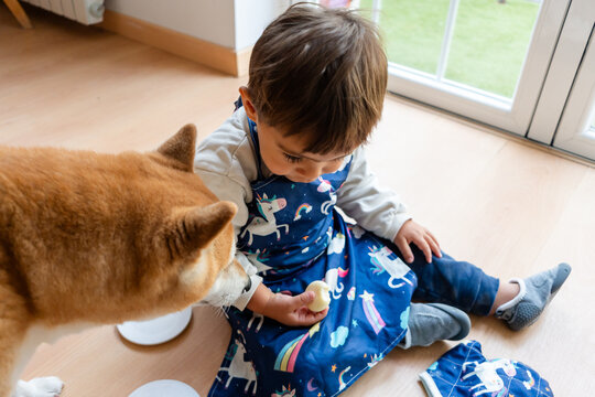 Toddler boy and Shiba Inu dog having fun together at home