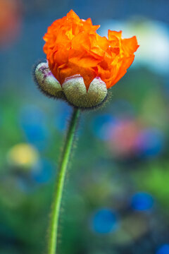 Bright Orange Poppy Blooms in Garden During Sunny Day