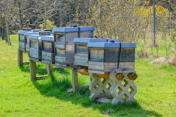 Vintage Bee Houses On Grassy Field. Peaceful Rural Landscape Featuring Aged Honeycombs Bordered By Lush Orchard And Meadows