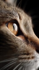 A close up of a cat's face with a bright yellow eye