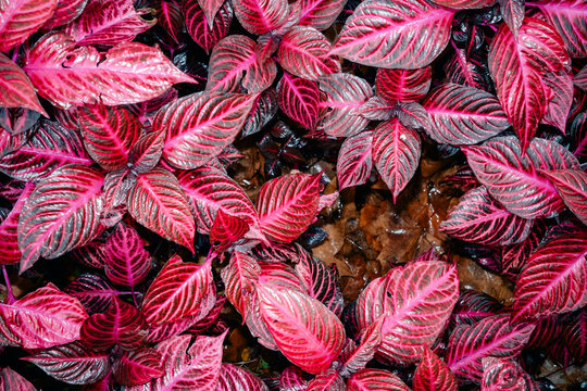 Bright Leaves With Red and Green Colors in a Garden Setting