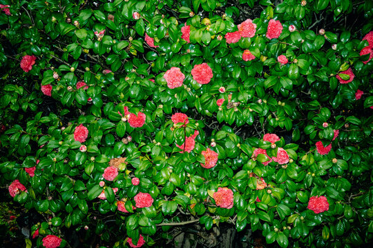 Pink Flowers Bloom on Green Leaves at Night in Garden