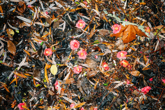 Colorful Flowers on Wet Ground in a Forest During Autumn