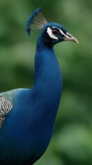 A blue peacock is standing in front of a green background