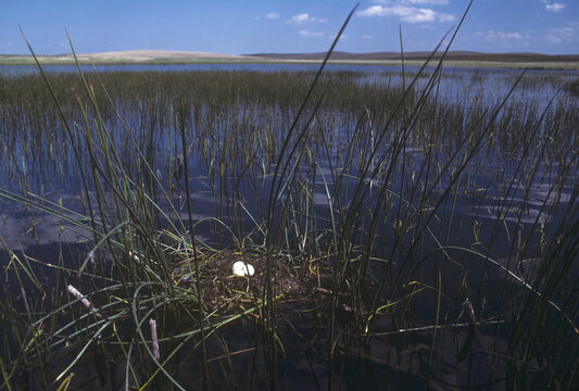 Western grebe (Aechmophorus sp.) floating nest prairies Saskatchewan