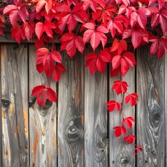 Vivid red ivy leaves cascading on weathered, grey wooden planks create a vibrant, textured nature scene