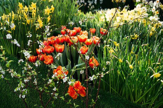 Blooming Colors in a Vibrant Spring Garden Scene