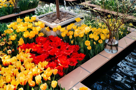 Vibrant Tulip Garden Showcasing Bright Colors by Serene Water