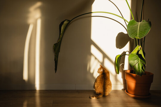 Ginger cat indoors.