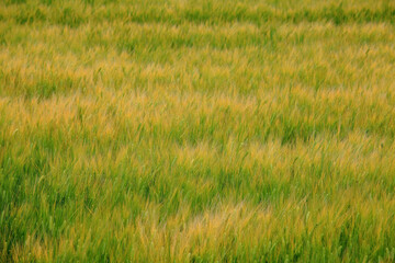 노랗게 익어가는 보리밭