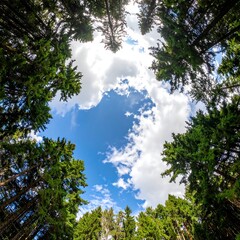 Upward view of tall trees framing a blue sky with fluffy white clouds, creating a serene and natural landscape