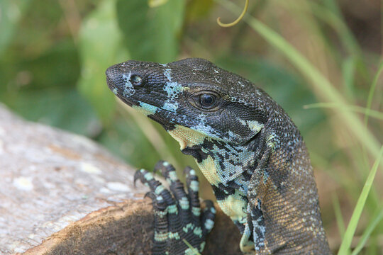 A portrait of the Lace Monitor or Tree Goanna - a Monitor Lizard family member from Eastern Australia (Varanus varius in Latin).