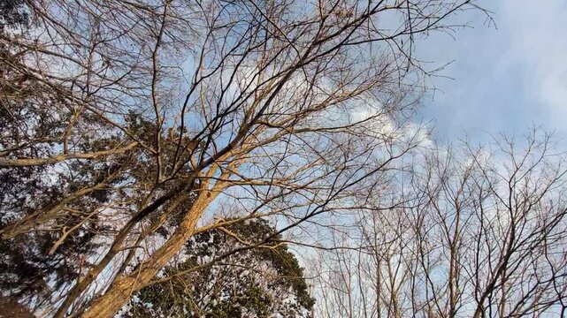 Regardant le ciel d'hiver et le sentier p&eacute;destre