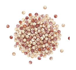 Watercolor painted brown and beige small round elements scattered and clustered on a white background