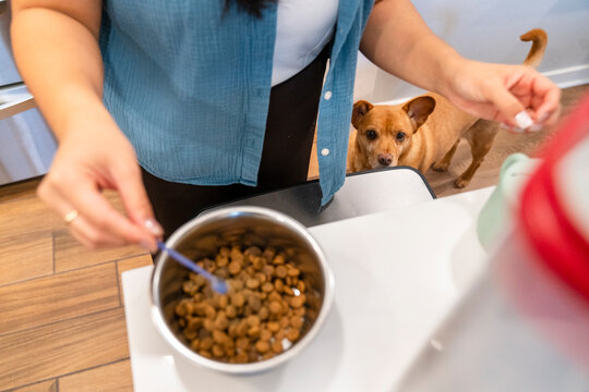 dog powder supplement